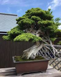 Wir kreieren für sie gärten ganz nach ihrem geschmack. Bonsai Bonsai Tree Bonsai Tree Types Bonsai Forest