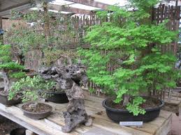 Maybe you would like to learn more about one of these? Growing Bonsai Bonsai Tree Care For Beginners The Old Farmer S Almanac