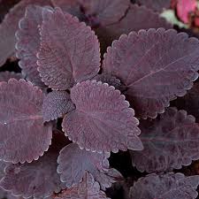 Late applications and overdosing may cause slow growth on transplantation. Dark Star Coleus Finegardening