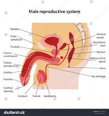 Male Reproductive System Main Parts Labeled Stock Vector Royalty Free 1128167918