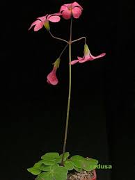 Image result for Oxalis semiloba