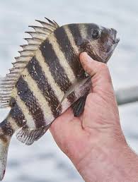 After marinating, the fish just needs. Sheepshead Fish Archosargus Probatocephalus Stock Photo Image Of Grey Probatocephalus 18698592