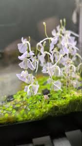 Image result for Utricularia scandens
