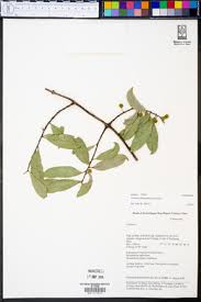 Image result for Allocassine laurifolia