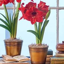 Saved by white flower farm. Amaryllis Magnum White Flower Farm