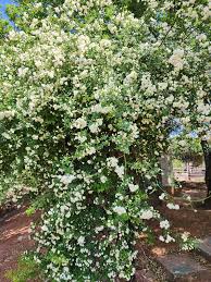 Image result for Pentarrhinum abyssinicum