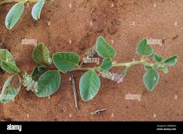 Image result for Indigofera flavicans