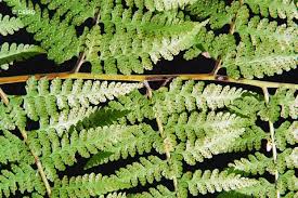 Image result for Microlepia