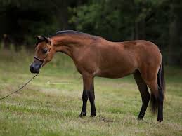 Maybe you would like to learn more about one of these? How Much Does An American Miniature Horse Cost