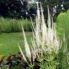 It creates structure and contrast planted with grasses in mixed herbaceous borders. Veronicastrum Virginicum