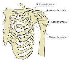 Diagram of shoulder and arm. Basic Anatomy Of The Shoulder Acro Physical Therapy Fitness