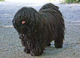 Naopleon the hungarian puli at 8 years old—naopleon is a hungarian puli with impeccable manners and a keen love of lying around. Puli The World Famous Hungarian Shepherd Dog Daily News Hungary