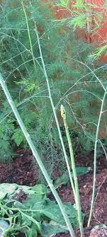 Tips And Tricks On Growing Asparagus When Gardening Hobby Turns Out To Be So Rewarding Gowritter Growing Asparagus Asparagus Plant Plants