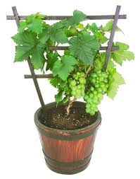 Verkocht door palm beach medicinal herbs, een familiebedrijf gevestigd in de vs. Growing Grapes In Containers Pixie Gapes Garden Making