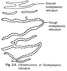 Cell Organelles Types With Diagram
