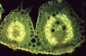 Image result for Anthephora pungens