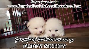 Great pyrenees puppies $500 (cmu > gladwin) pic hide this posting restore restore this posting. Craigslist Michigan Puppies For Sale 07 2021