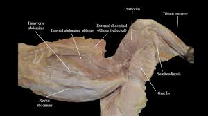 Muscle anatomy of the thigh. Cat Musculature Atlas Of Comparative Vertebrate Anatomy