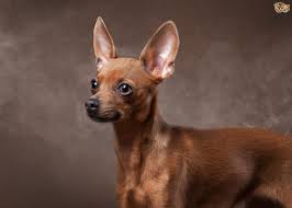 Sometimes, there is little you can do except offer comfort and palliative care to the animal you have loved so long and so well. Smoking Around Your Dog Can Lead To Canine Lung Cancer Pets4homes