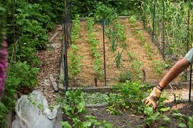 Organische und anorganische mulches sind als gemüsegartenmulch erhältlich. Bodenverbesserung Im Garten Mulchen Aber Richtig Selbstversorgung Im Gartengemusekiosk