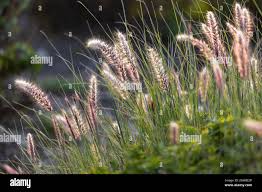 Image result for Cenchrus purpureus