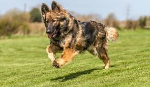 The German Chow Shepherd Mix Challenging And Cuddly Herepup Learn about their requirements and characteristics.