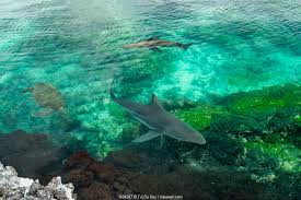 Sea lions are classified as aquatic mammals. The Tuna Herders Nature Picture Library