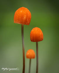 Image result for Marasmius sp.