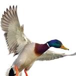 Carson Valley Annual Ducks Unlimited Dinner