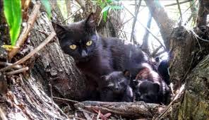 Kedi Yavrularini Korumak Isterken Oldu Kedi Yavru Kediler Hayvanlar
