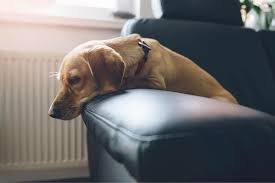 sobaka ne est pochemu u pitomca plohoj appetit i kak emu pomoch