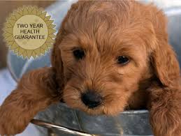 Greenfield puppies has been finding loving homes for puppies for over a decade. Goldendoodle And Bernedoodle Puppies In Illinois By Island Grove Doodles