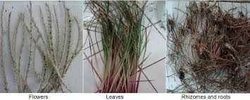 Image result for Elionurus