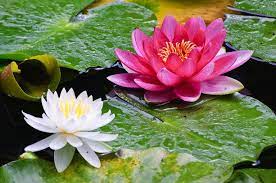 Lotus White Pink Blossom Flower Lily Pads Flower Petals