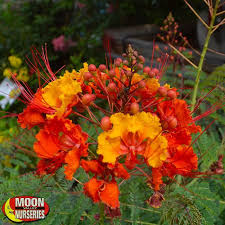 Tropical Bird Of Paradise Arizona Red Mexican Bird Of Paradise Birds Of Paradise Plant Paradise Plant Drought Resistant Plants