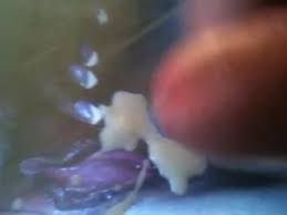 Best match | most recent. Wieder Auf Jennys Sachen Abgespritzt Amateur Cum Tribute Hd Videos Mobileporn