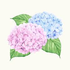 Pin On Botanical Art