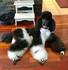 Black And White Standard Poodle Puppies For Sale Pin By Puppy Junky On Awesome Standard Poodles Poodle Dog Poodle Puppy Poodle