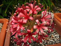 Image result for Ammocharis coranica