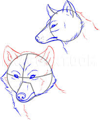 Make outlines of the orbits and nasal bones. How To Draw Wolves Step By Step Drawing Guide By Dawn Dragoart Com