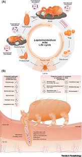 Image result for Trombicula autumnalis bites