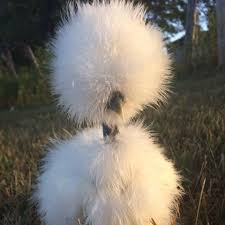 Check spelling or type a new query. Showgirl Chickens Naked Neck Silkies Home Facebook