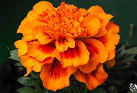 Astudy on optimization of marigold petal yield, pure lutein, fresh marigold flowers were picked from experimental grinding process was carried on until the dried marigold flower meal was crushed. Which Marigolds Are Best For Your Chickens Health