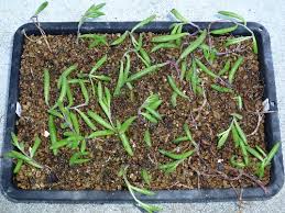 ルビーネックレスの挿し木 サキュレントルーム 多肉植物のお部屋