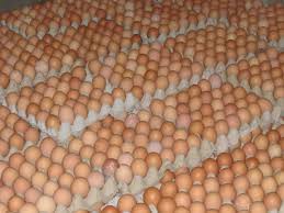 We did not find results for: Perkembangan Harga Ayam Dan Telur Perhimpunan Insan Perunggasan Rakyat Indonesia