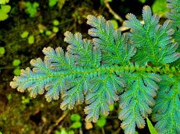 Image result for Selaginella chevalieri