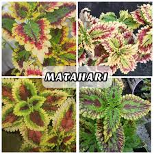 Contextual translation of bunga matahari into english. Jom Kenali Nama Bunga Ati Ati English Cottage Garden Facebook