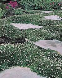Growing irish moss is easy if you follow a few simple rules. Irish Moss Seeds Pearlwort Irish Moss Perennial Ground Cover Seed