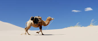 Apache camel is a lightweight integration framework which implements all eips. The Dns Camel Apnic Blog