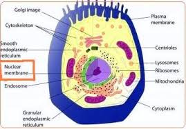 What Does Nuclear Membrane Look Like And Is It Present It Both An Cell Structure Animal Cell Animal Cell Structure